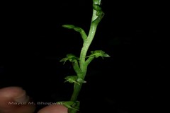 Peristylus aristatus